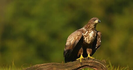 White tailed eagle (Haliaeetus albicilla)