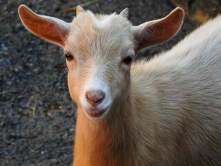 Fototapeta premium Goat in Sevierville, Tennessee