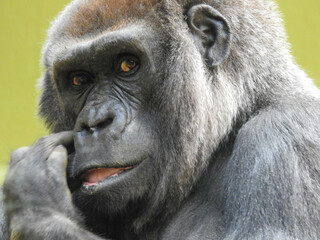 Gorilla at the Knoxville zoo in Tennessee - obrazy, fototapety, plakaty