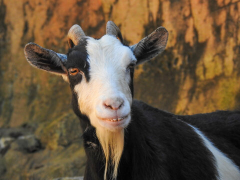 Goat in Sevierville, Tennessee