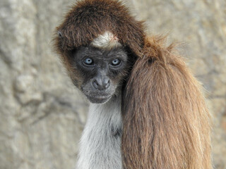 Spider monkey with blue eyes