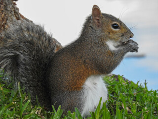 Squirrel sitting up eating seeds