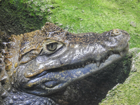 Spectacled caiman at a zoo in Sevierville, Tennessee