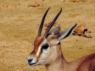 Young Dorcas gazelle in a zoo