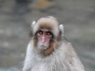 Young macaque or Japanese snow monkey