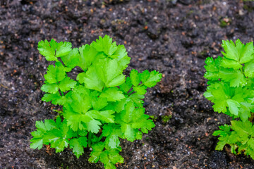 Young celery plant after planting seedlings in the ground