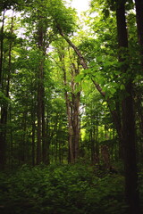 Trees in the Canadian forest. Nature and wildlife in Ontario, Canada.