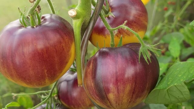 Tomaten Rarit&auml;t Zewia