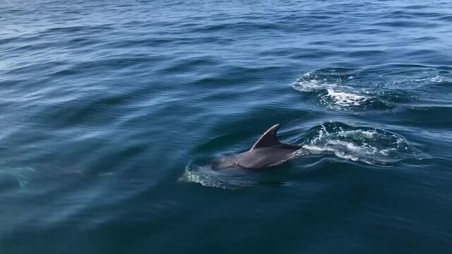 DELFINES DESDE BARCO VELERO NADANDO EN LA PROA