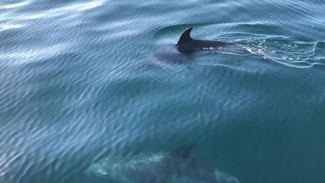 DELFINES DESDE BARCO VELERO NADANDO EN LA PROA