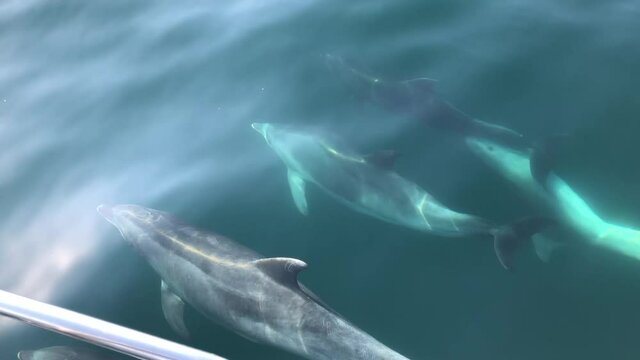 DELFINES DESDE BARCO VELERO NADANDO EN LA PROA
