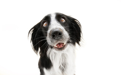 Funny loved border collie dog lookig with heartwarming eyes. Isolated on yellow colored background