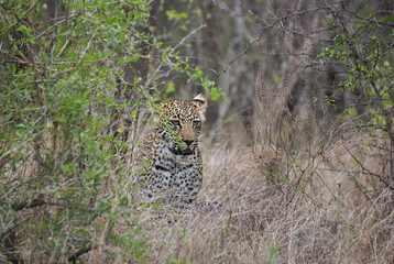 leopard, Panthera pardus, stalking through the dense african bush