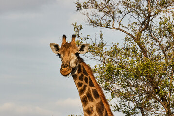 Tall Giraffe in the african bush
