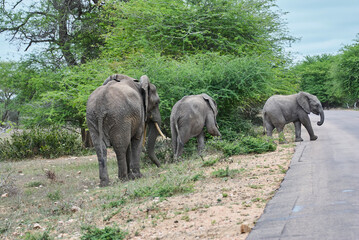 Herd of African elephants, Loxodonta, casually walking along a road