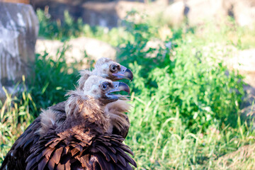 Griffon Vulture, Gyps fulvus kiss. Portrait. Africa, wild world.