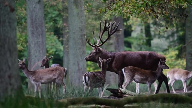 Red deer male standing  in a forest with fallow deer in the background, rutting season, autumn, north rhine westphalia, germany, (cervus elaphus)