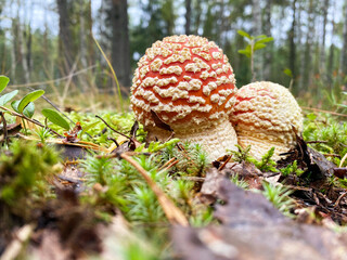 two fly agarics grow in the forest
