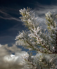 Snow covered pine branch