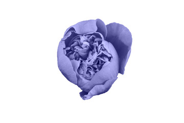 Very Peri. Color of the year 2022. Violet, purple colors. Blossoming Bud of a pink Peony isolated on a white Background. Pink Terry peony Flower