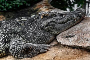 Siam crocodile near the pond. Latin name - Crocodylus siamensis