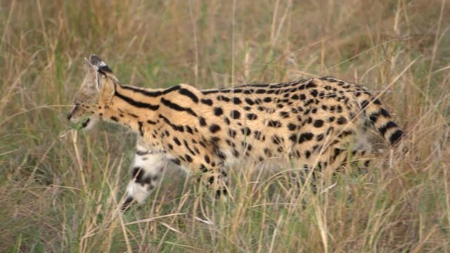  Close up of serval cat walking in the grass.