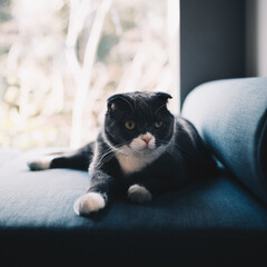 ソファーで休憩する猫