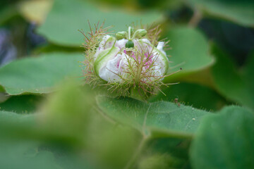 Passiflora foetida. Wild Passion Fruit Flower.