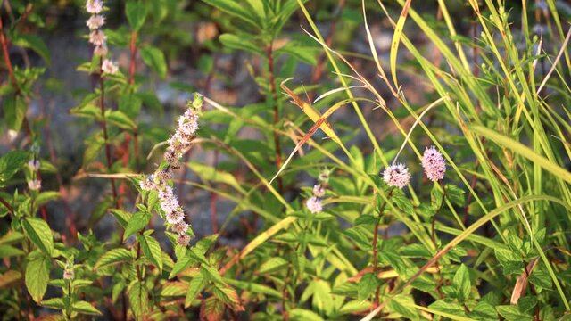 Small purple wlidflower weeds growing at the edge on a beach--sunrise in late summer--insects crawling on flowers.  
