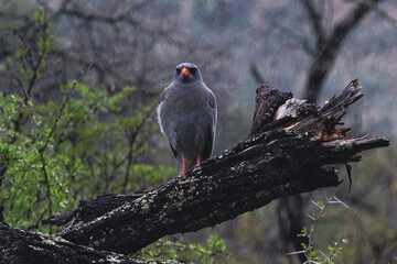 Bird in the rain
