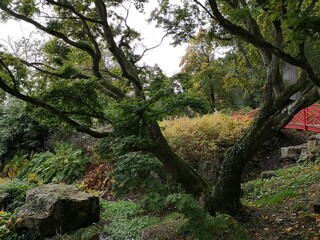 japanese garden in spring