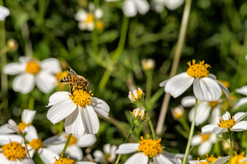 A small bee looking for nectar on wild daisy flowers. Pollination