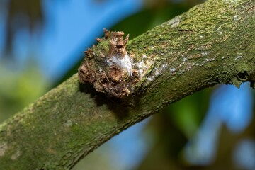 Aphids in durian trees