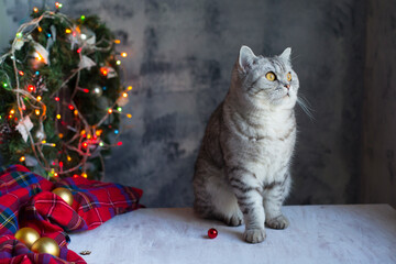 White British kitten and Christmas tree with lights.  Happy New Year