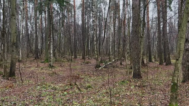 The gloomy autumn forest, natural park, yellow leaves on the ground, bare trees and bushes, black and white birch trunks, cloud weather, no people