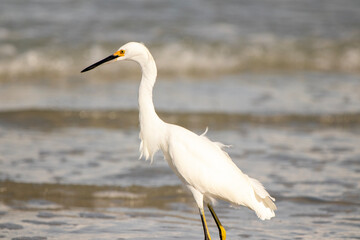 A Snowy Egret wading in the surf of a hot beach.