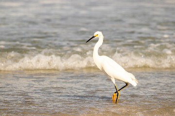 A Snowy Egret wading in the surf of a hot beach.