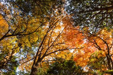 Low angle of autumn plant tree