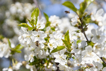 A bee collects pollen in flowers of a sour cherry tree.