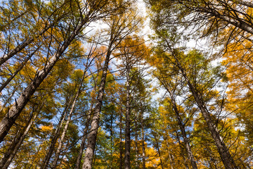 Low angle of autumn tree to the sky