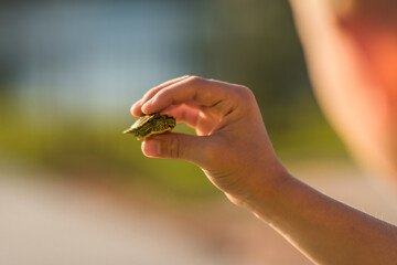 A Little Young Girl Boy Child Kid Lady Hand Woman Holding a Tiny Turtle Sweet Green Cute Adorable Baby 