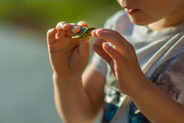 A Little Young Girl Lady Hand Woman Holding a Tiny Turtle Sweet Green Cute Adorable Baby 