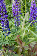 Aphids have infested purple lupins