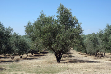 Olivenbäume in der Provence