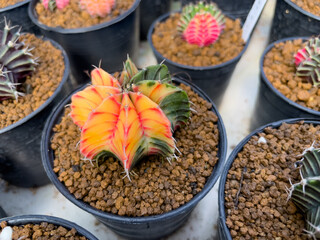 Yellow-red-green cactus in a plant pot looks lovely.