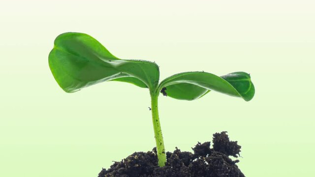 Growing green cucumber plant time lapse. Timelapse seed growing, Closeup nature agriculture shoot. Vegetable sprouting from the ground.