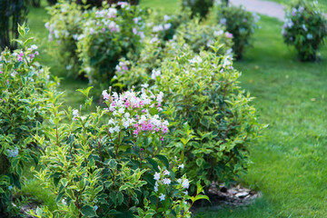 Obraz premium Varietal Cunningham Rhododendron (Rhododendron caucasicum x Rhododendron ponticum var.Album) in the garden, floral card on a bright sunny day 