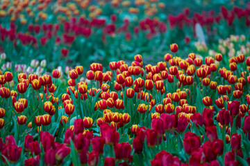 Beautiful colorful red and yellow tulips background. Field of spring flowers