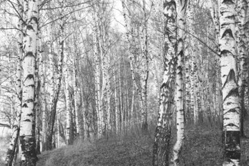 Young birches with black and white birch bark in winter in birch grove against background of other birches