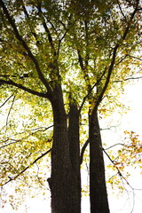 Obraz premium Trees in the Canadian forest. Nature and wildlife in Ontario, Canada.
